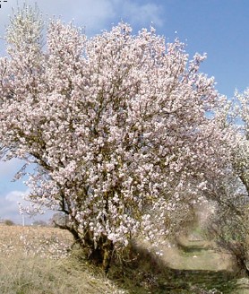 Vegetación del Sendero del Valle del Riaza